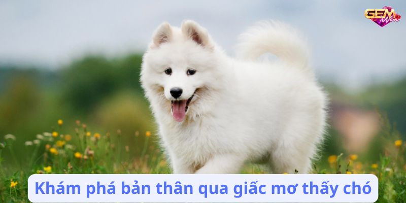 Mơ Thấy Chó: Điềm Báo Tốt Hay Xấu? 2 mo thay cho 3